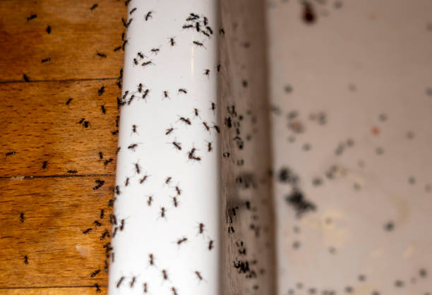 Best Best Pest Control Companies  in Carver, MN