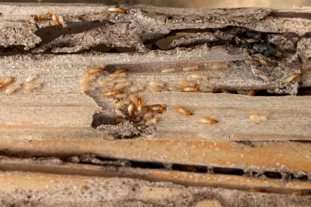 Best Wasp Removal Services  in Carver, MN